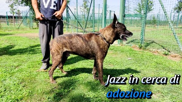 JAZZ METICCIO IN ADOZIONE Foto 4