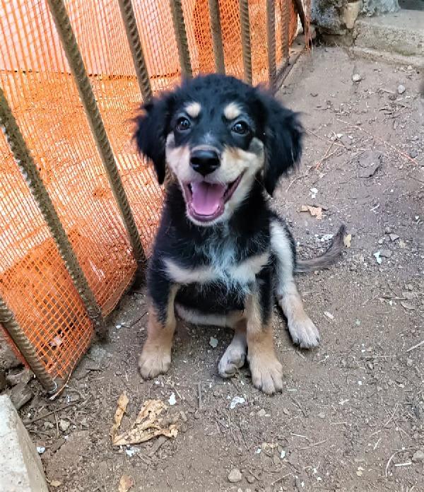 Rey Cucciolo Taglia Media 