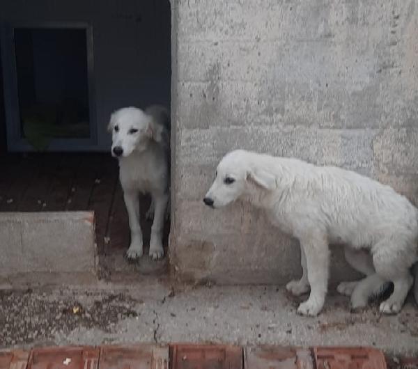Crema E Panna Cucciole Simil Pastore Maremmano 