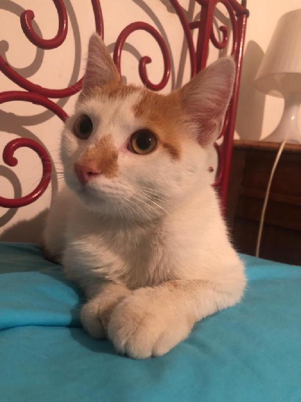 Il Piccolo Kiko Cerca Una Casa Tutta Sua