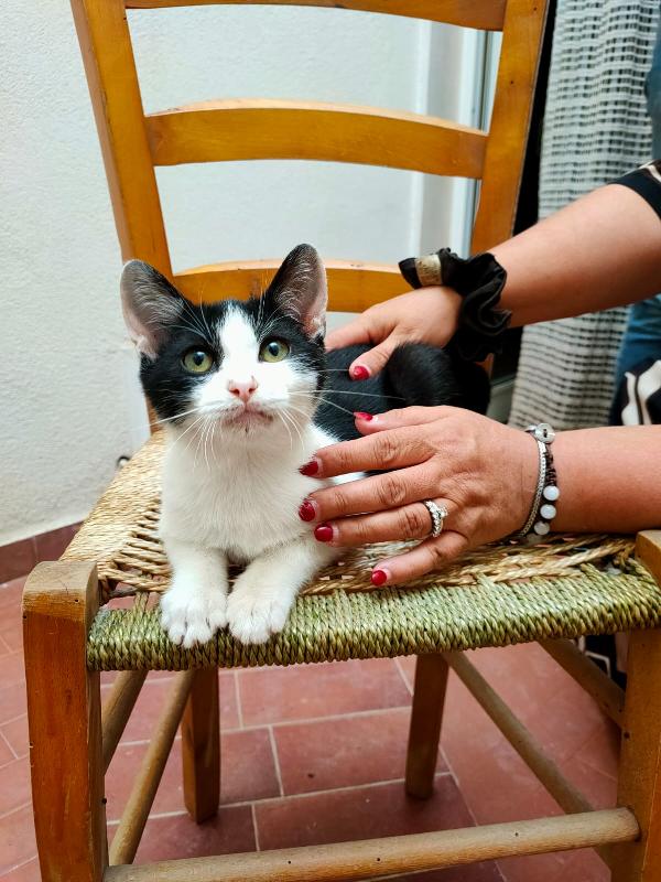 Tao, Dolcissimo Gattino Pieno Di Vita E Amore