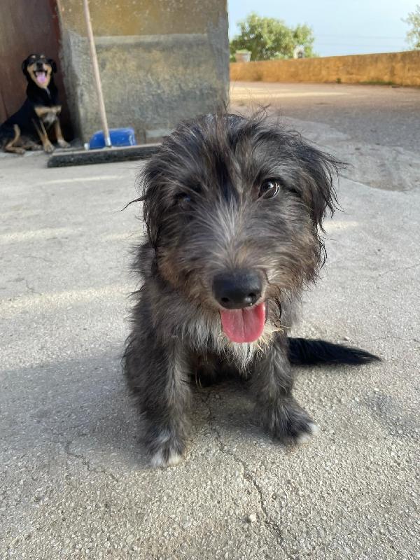 Nerone Taglia Piccola 