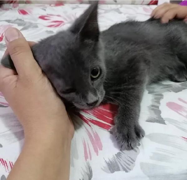 Pepper Micio Grigio Perlato In Cerca Di Casa 