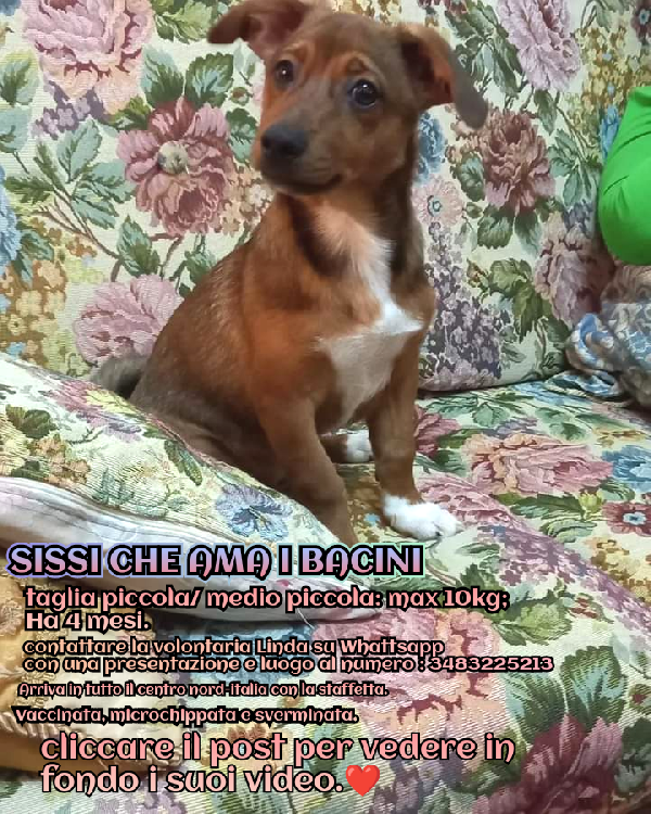 Sissi, Incrocio Bassotto! (Max 10Kg)