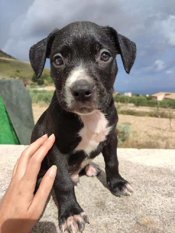 Cucciolo Di Pitbull In Adozione