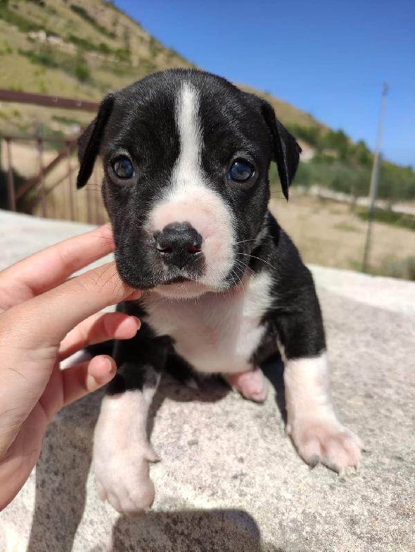 Cucciola Di Pitbull In Adozione 