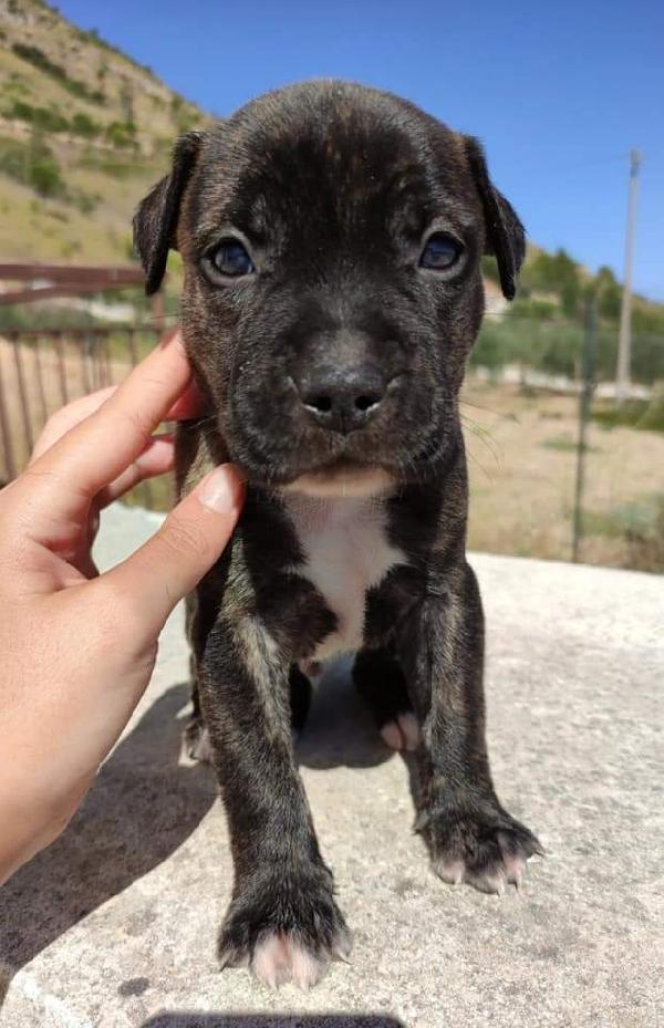 Domino Cerca Adozione 