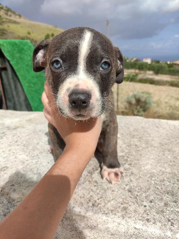 Dominique Cerca Casa