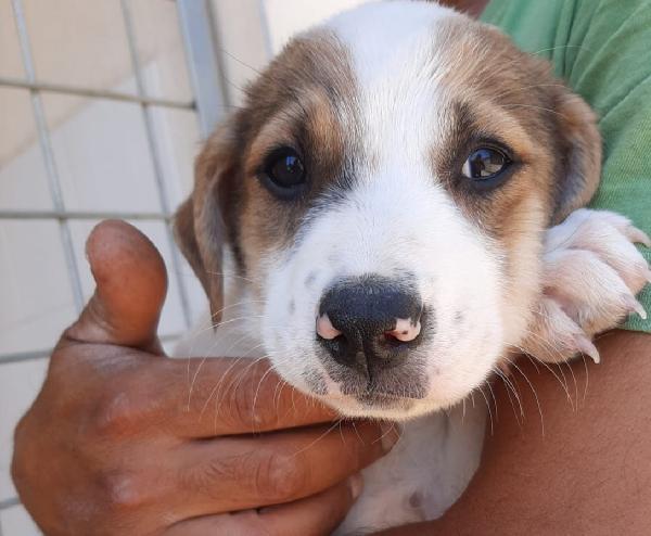 Zeppola Cucciola Taglia Media 3Mesi