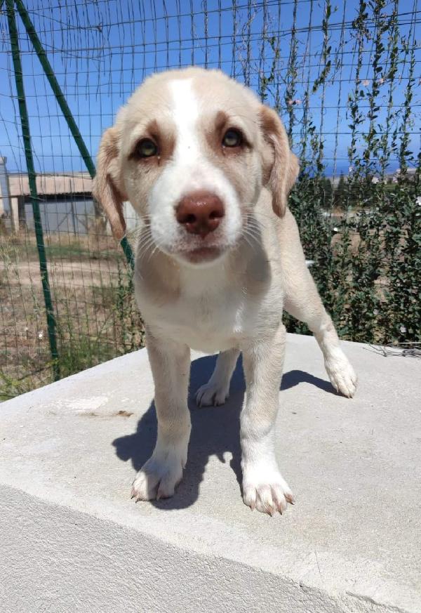 Cream Cerca Famiglia 