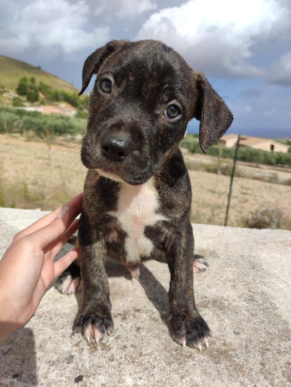 Cucciolo Pit In Adozione 