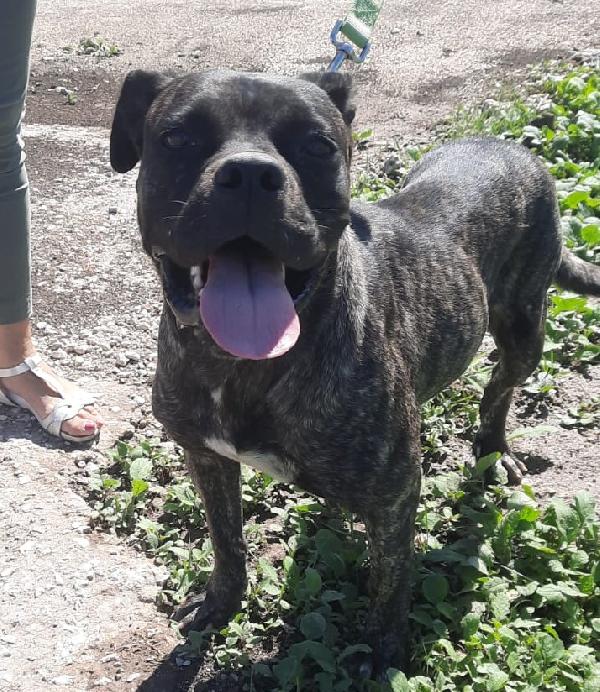 Ciccia, Mix Cane Corso Di 2 Anni