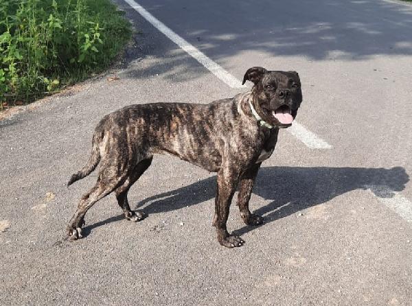 Ciccia, Splendida Mix Cane Corso