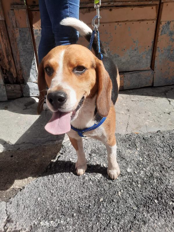 Tom Giovane Beagle Taglia Media 