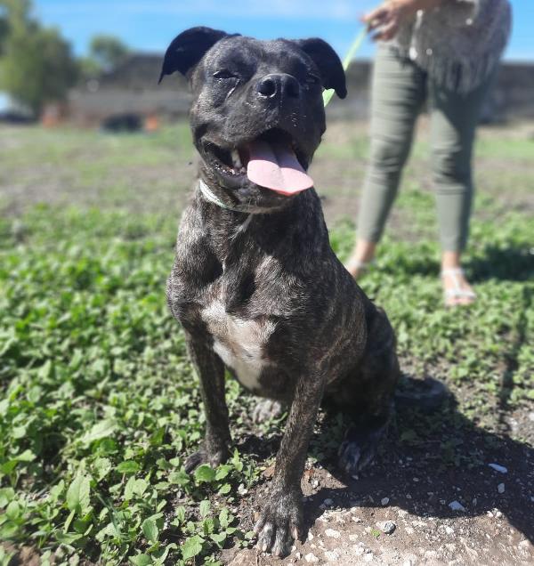 Una Casa Per Ciccia, Mix Cane Corso