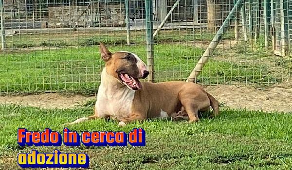 Fredo Bull Terrier In Adozione