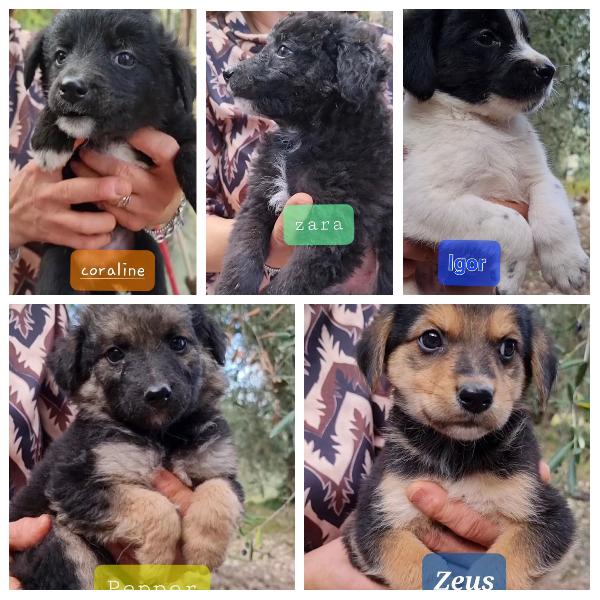 8 Cuccioli In Cerca Di Casa 