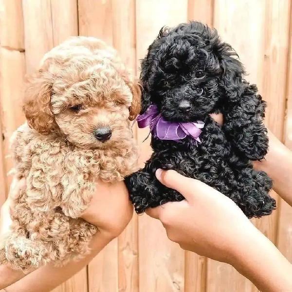 Bellissimi cuccioli di barboncino giocattolo
