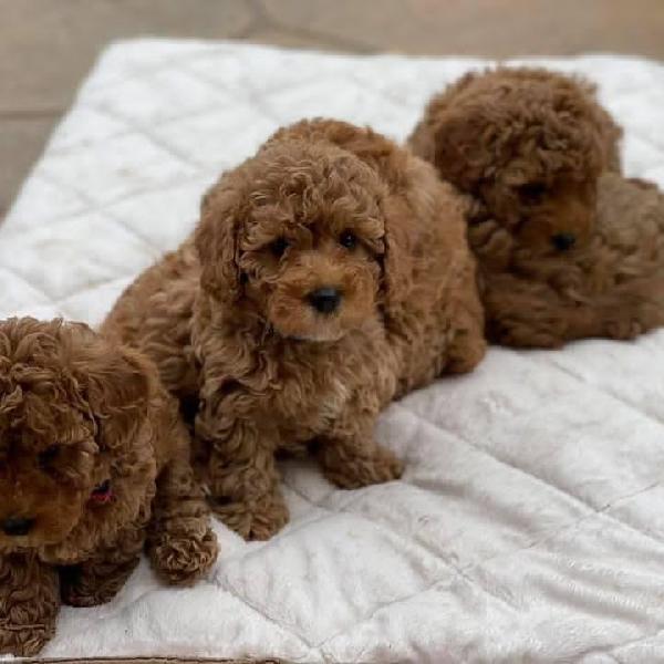 Bellissimi cuccioli di barboncino giocattolo - media 2