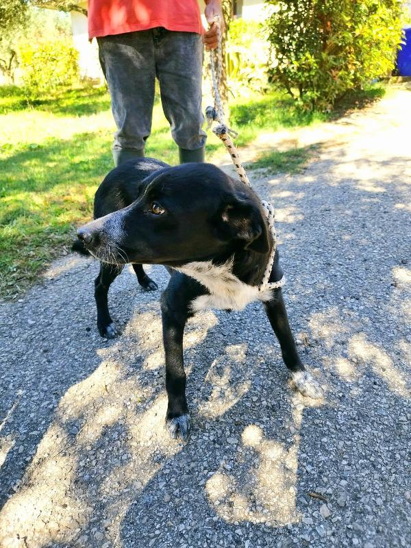 UNA FAMIGLIA PER BERNIE 15 kg  Foto 3