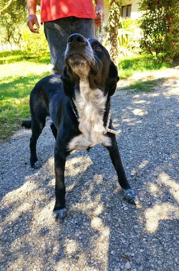 UNA FAMIGLIA PER BERNIE 15 kg  Foto 4