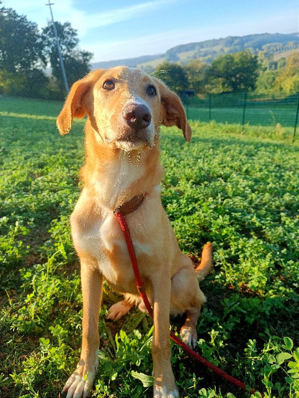 Adozione Urgente!! Max È Rimasto Solo, Cucciolo Futura Taglia Media