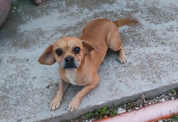 Una Casa Per Ester, Cagnolina Di 4 Anni