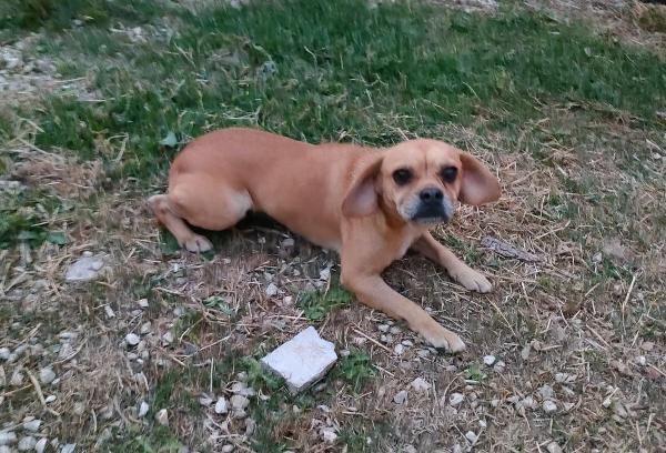 Ester, Dolcissima Simil Carlino/Beagle Di 4 Anni