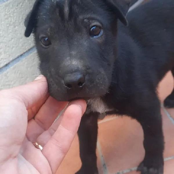 Moro Cucciolo Simil Shar Pei