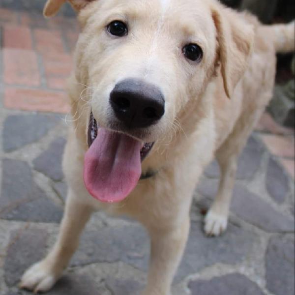 Mael Cucciolo Simil Pastore Maremmano/Labrador 