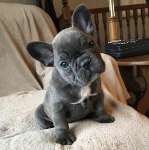 bulldog francese  - media 2