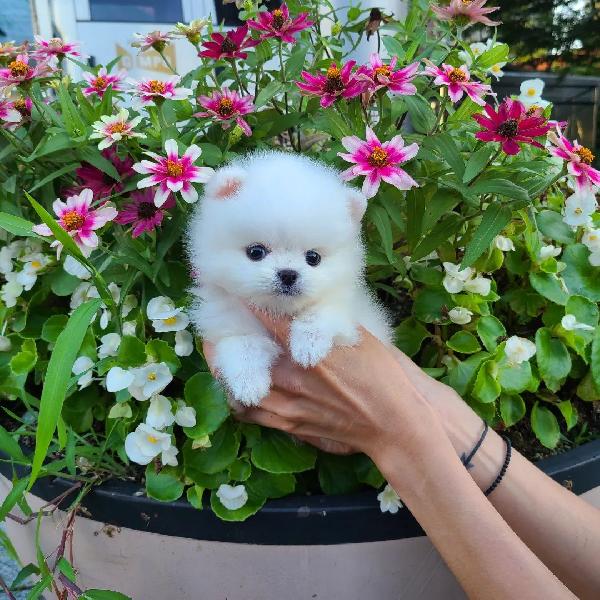 Cuccioli di Pomerania