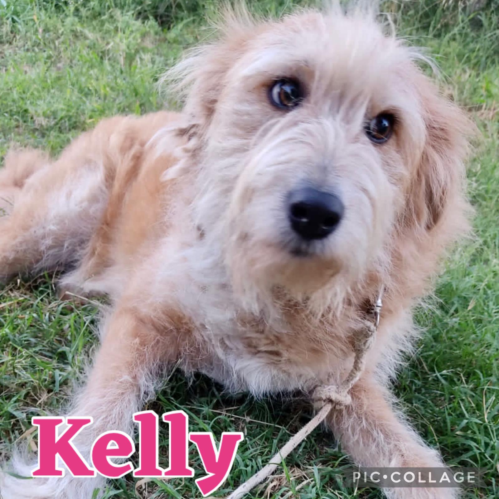 Kelly cane a Isola Di Capo Rizzuto in Regalo