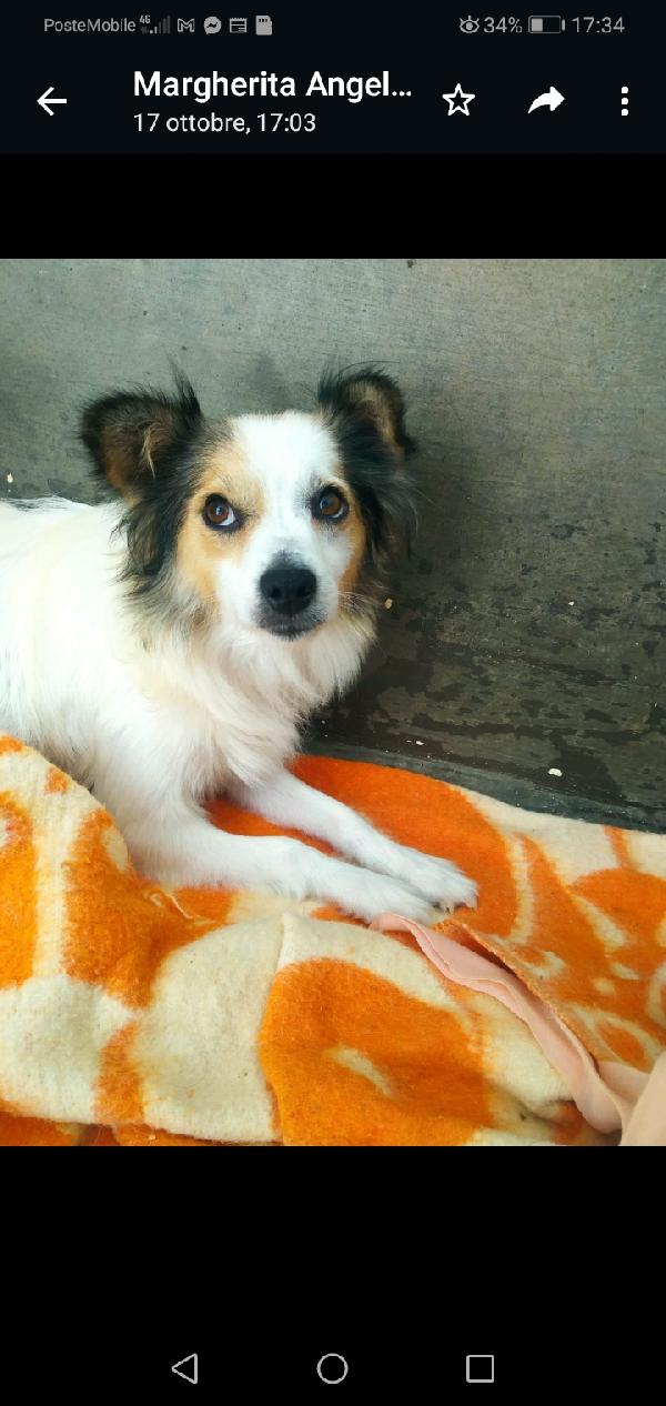 Diamante❤️ Adottata