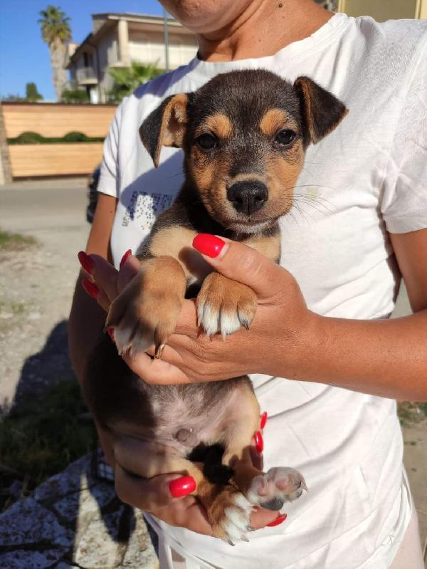 Cucciolo Futura Taglia Medio Piccola