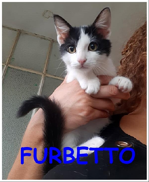 Furbetto, Gattino 4 Mesi Vivace E Giocherellone Cerca Ancora Una Mamma Tutta Sua!