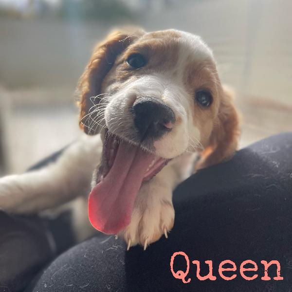 Nanetti Cercano Casa 