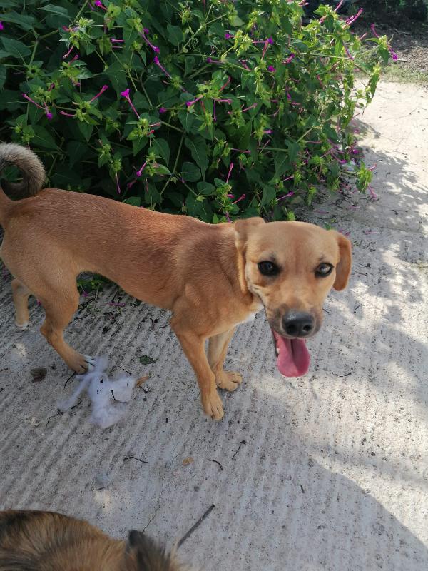 Minny Cucciola Taglia Medio Piccola 