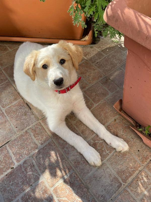 Ginni Cucciola Taglia Media