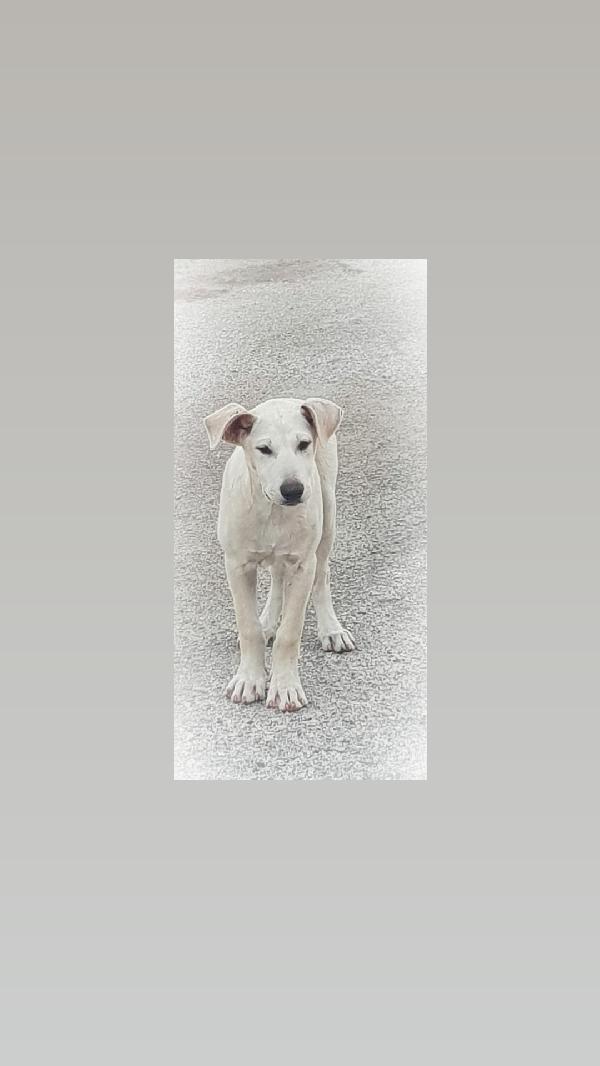 Lumière, Simil Labrador!