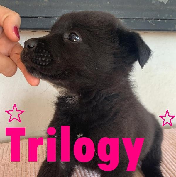 Trilogy Cucciola Mix Chowchow Pelo Corto