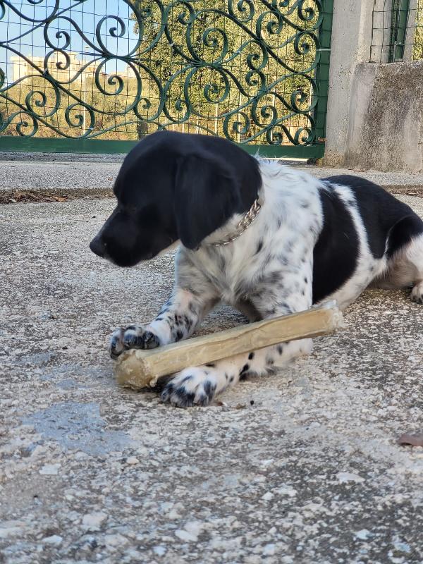 Akita Tornerà In Strada 🥺