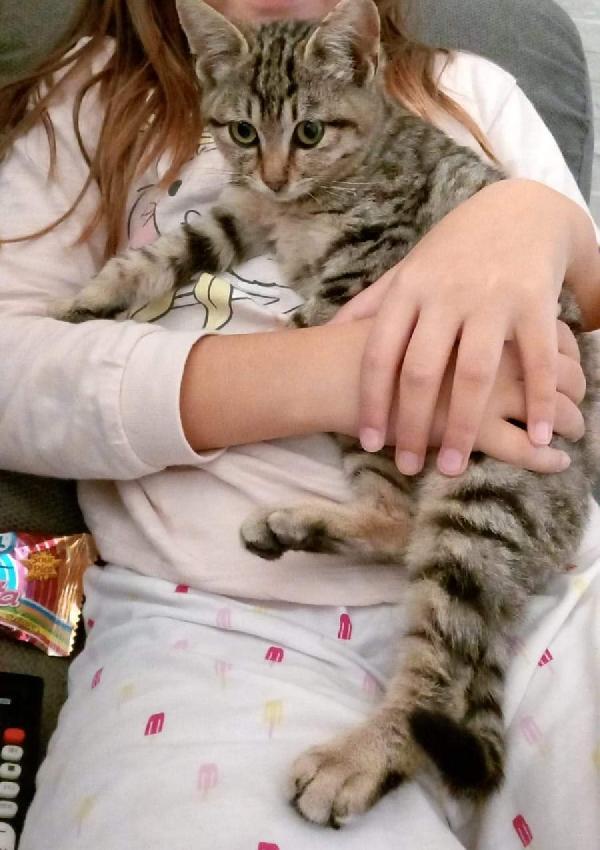 Gattina, 3 Mesi Tigrata!