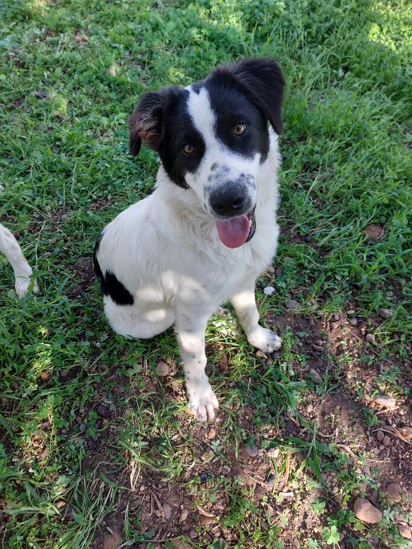 Simil Border Collie 6 Mesi