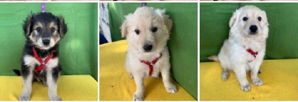 Orzo❤️Farro❤️Mais