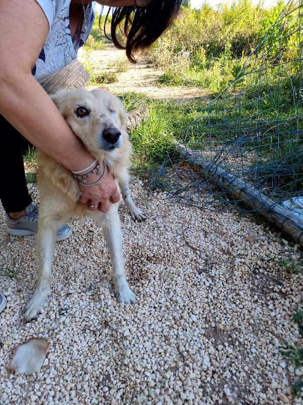 Pumy Vivo Per Miracolo Cerca Casa 