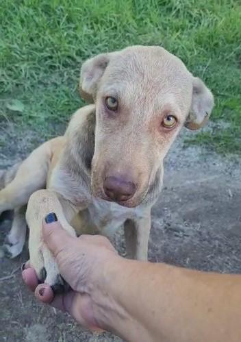 Neve, Dolce Cucciolotta Di 5 Mesi