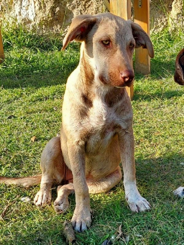 Neve, Bellissima Cucciolotta Cerca Casa! 