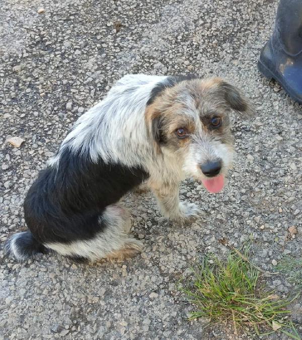 Ginger Cerca Famiglia 