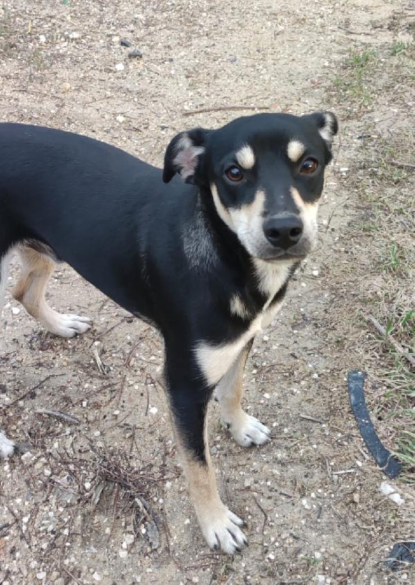 Taglia Medio Piccola 7 Mesi